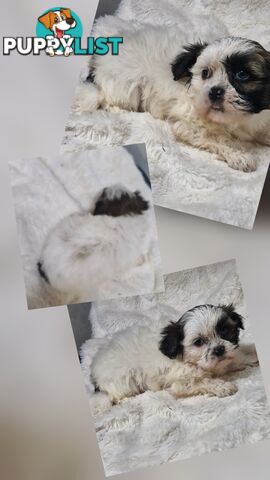 ADORABLE FLUFFY MALTESE X SHIHTZU PUPPIES  