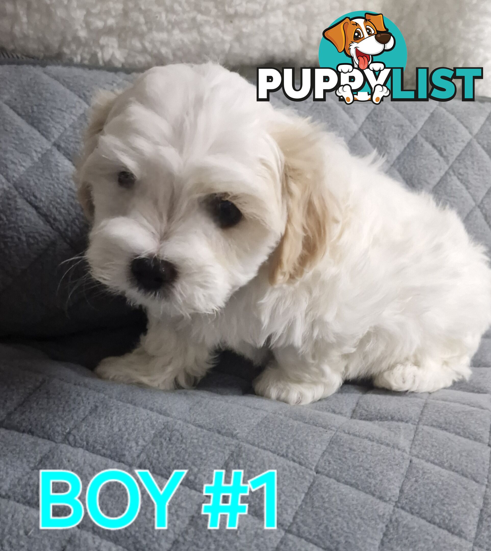 ADORABLE FLUFFY SHIHTZU X MALTESE PUPPIES 