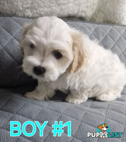 ADORABLE FLUFFY SHIHTZU X MALTESE PUPPIES 