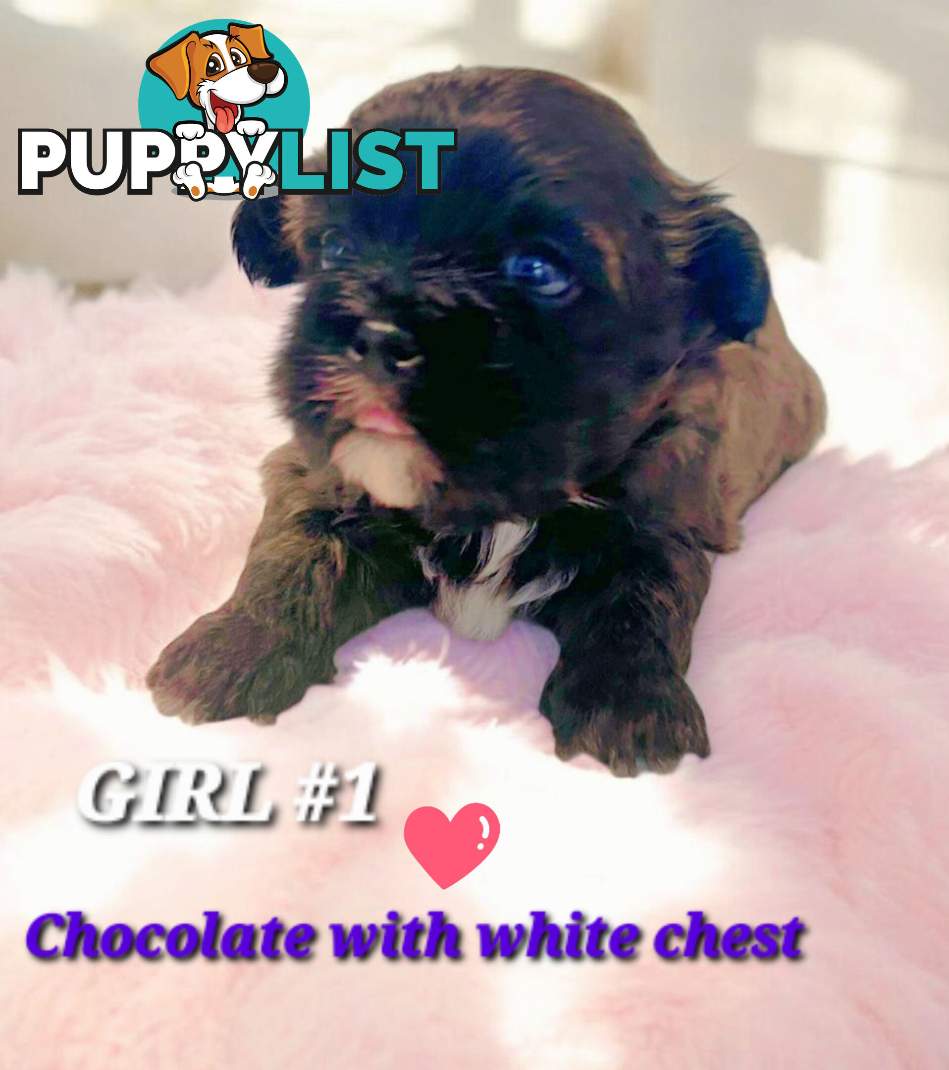  ADORABLE FLUFFY  MALTESE X SHIHTZU COMING SOON!!!