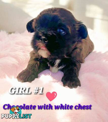  ADORABLE FLUFFY  MALTESE X SHIHTZU COMINGV!