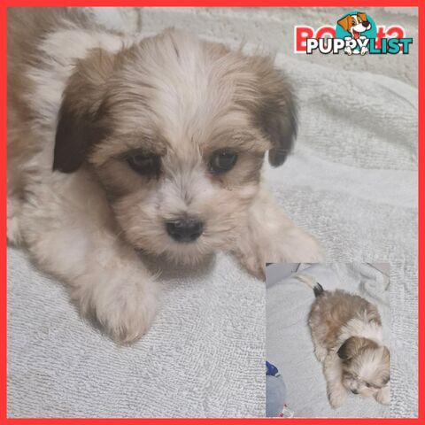  ADORABLE FLUFFY  MALTESE X SHIHTZU PUPPIES!