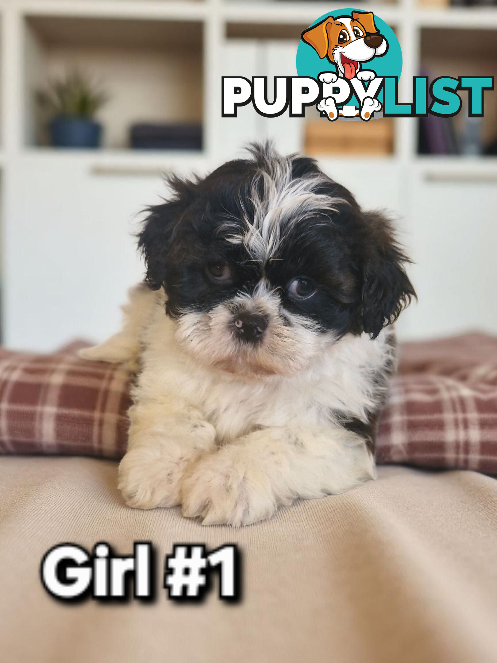 ADORABLE FLUFFY MALTESE X SHIHTZU PUPPIES  