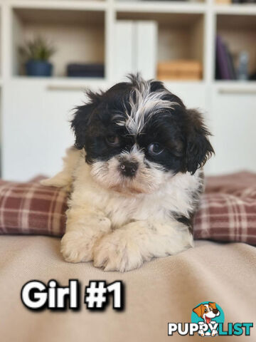 ADORABLE FLUFFY MALTESE X SHIHTZU PUPPIES  