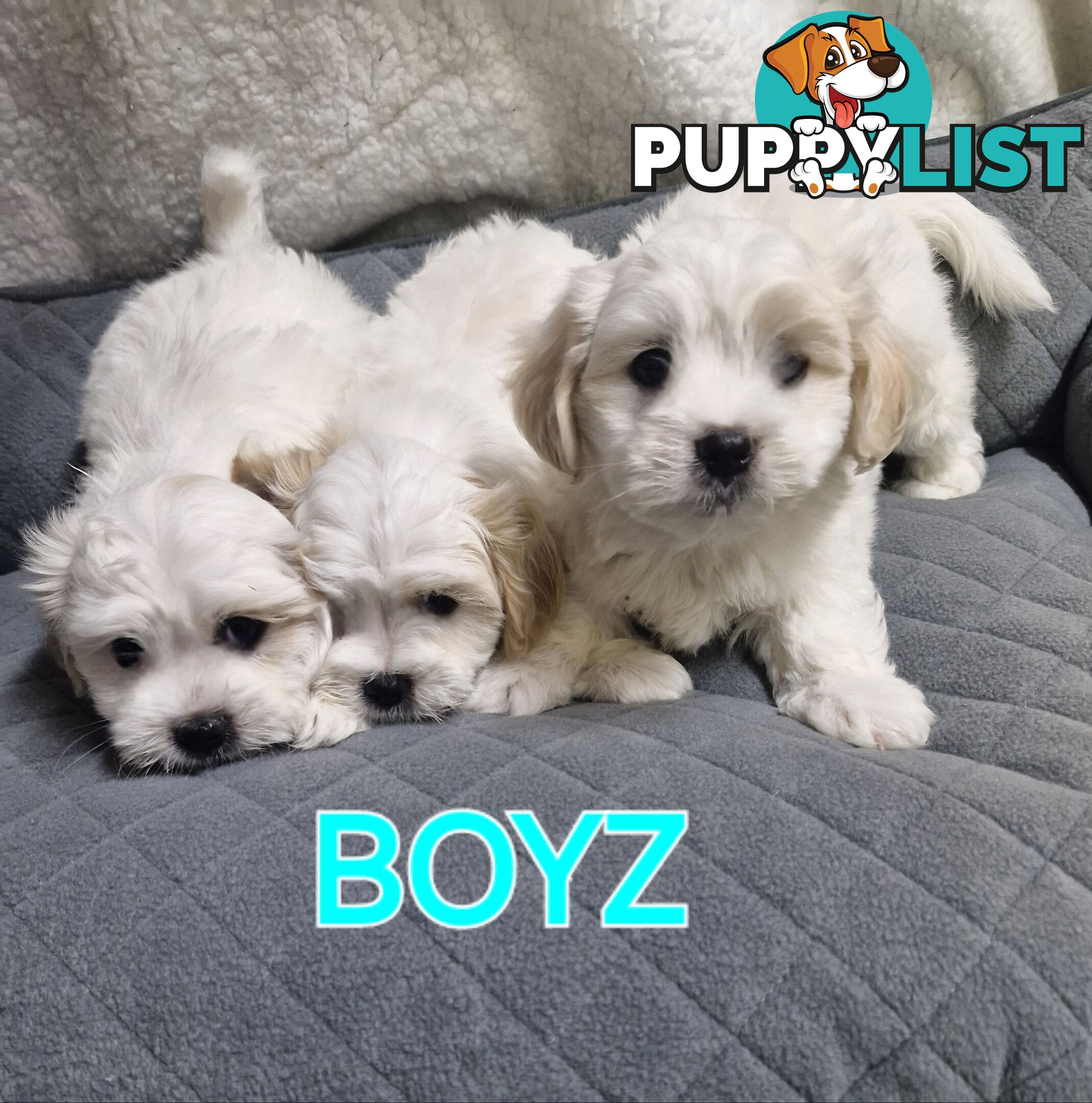 ADORABLE FLUFFY SHIHTZU X MALTESE PUPPIES 