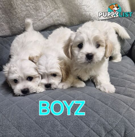 ADORABLE FLUFFY SHIHTZU X MALTESE PUPPIES 