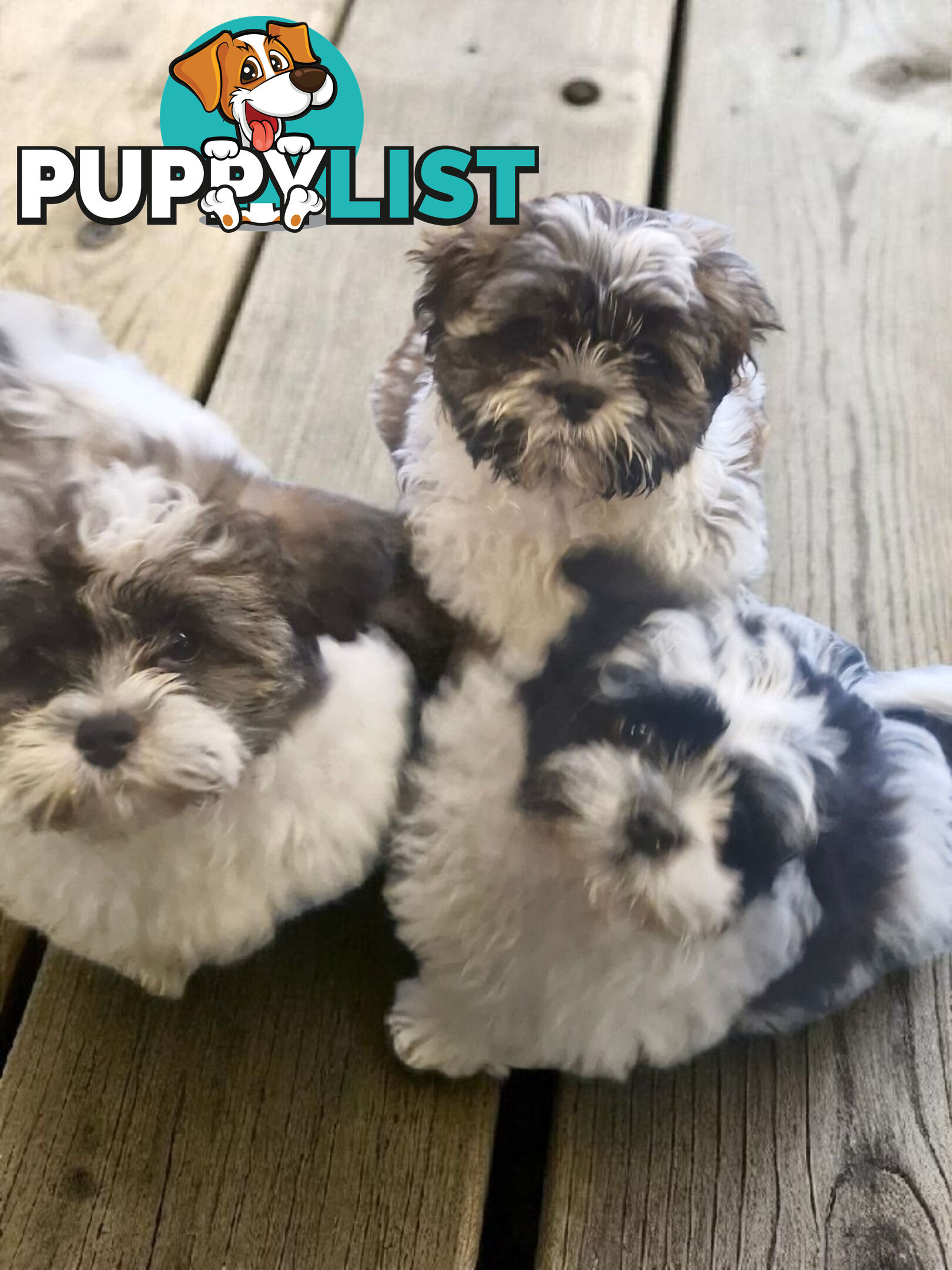 ADORABLE FLUFFY MALTESE X SHIHTZU PUPPIES  
