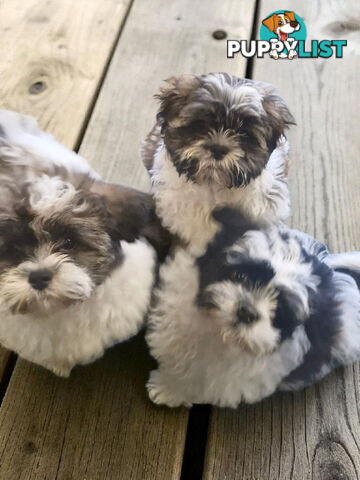 ADORABLE FLUFFY MALTESE X SHIHTZU PUPPIES  