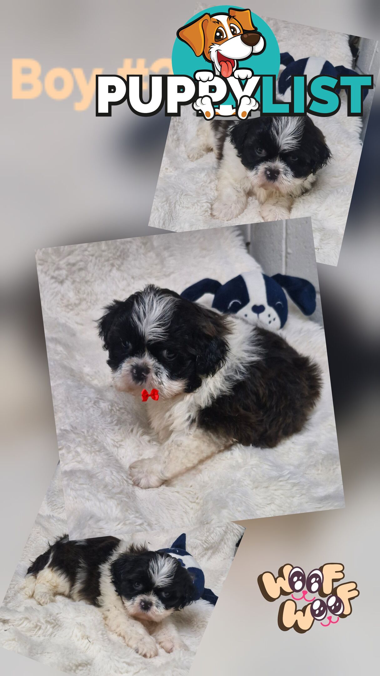 ADORABLE FLUFFY MALTESE X SHIHTZU PUPPIES  