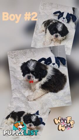 ADORABLE FLUFFY MALTESE X SHIHTZU PUPPIES  