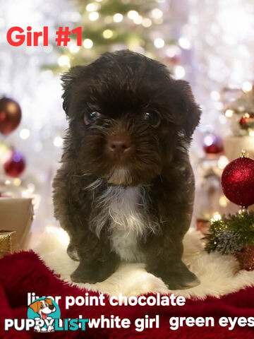 ADORABLE CHOCOLATE MALTESE X SHIHTZU PUPPIES COMING SOON!!!!