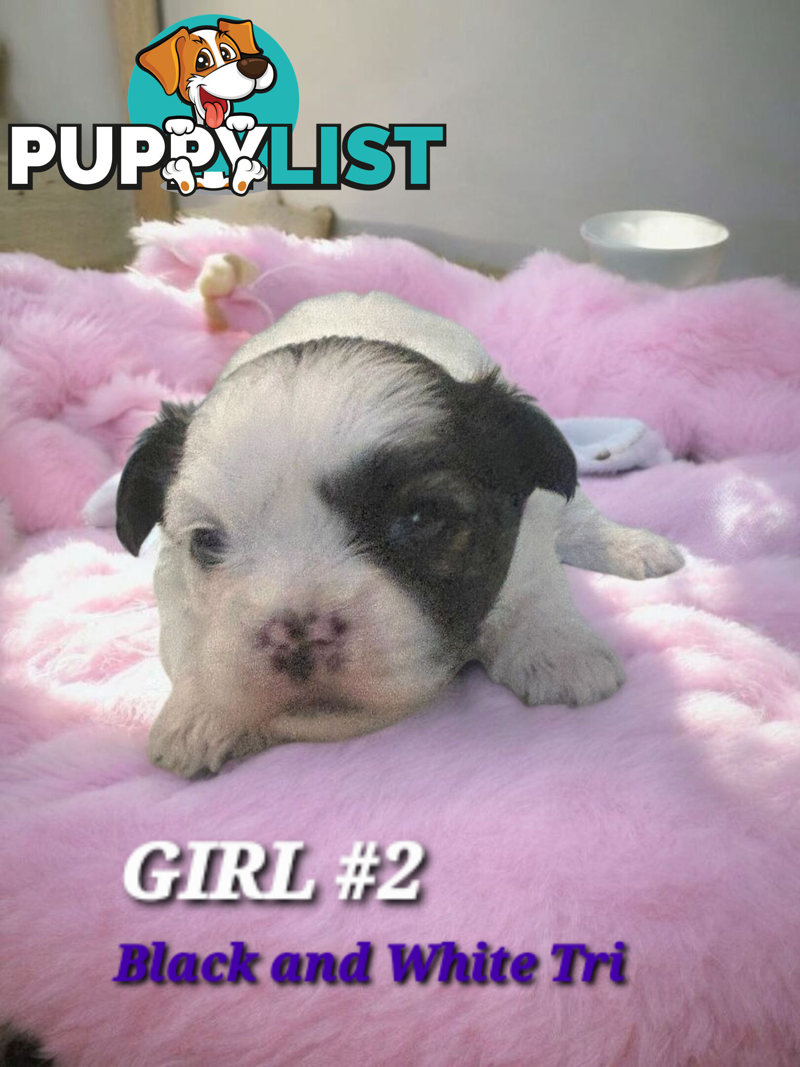  ADORABLE FLUFFY  MALTESE X SHIHTZU COMING SOON!!!