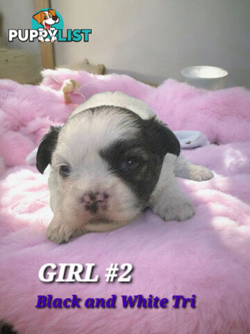  ADORABLE FLUFFY  MALTESE X SHIHTZU COMINGV!