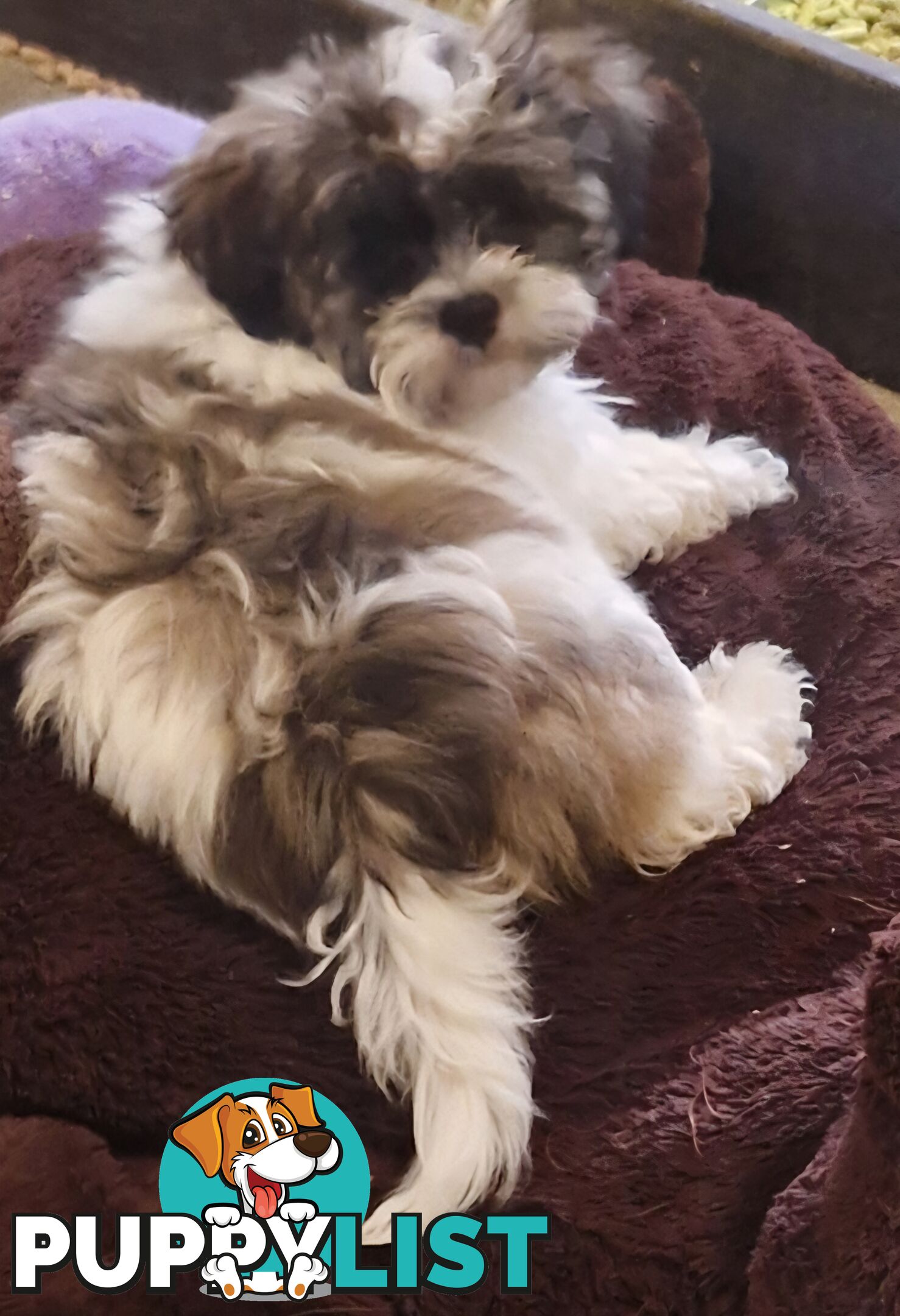 ADORABLE FLUFFY MALTESE X SHIHTZU PUPPIES  