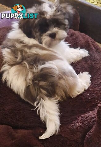 ADORABLE FLUFFY MALTESE X SHIHTZU PUPPIES  