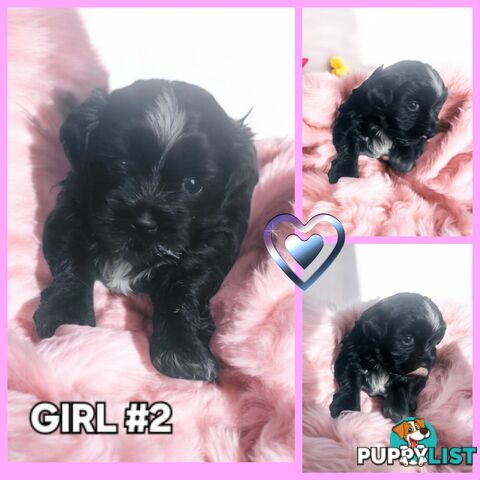  ADORABLE FLUFFY  MALTESE X SHIHTZU PUPPIES COMING SOON!!!!