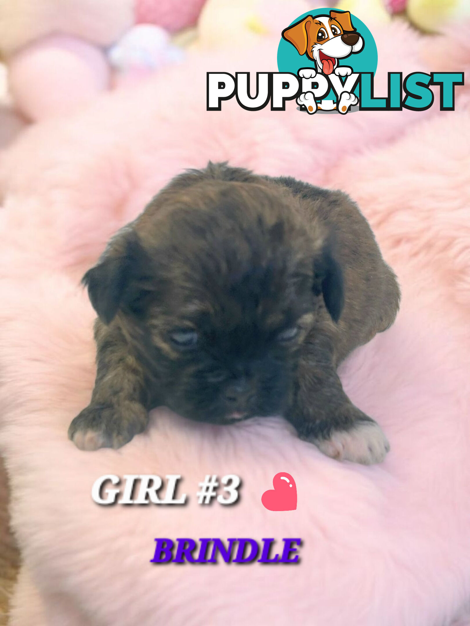  ADORABLE FLUFFY  MALTESE X SHIHTZU COMING SOON!!!