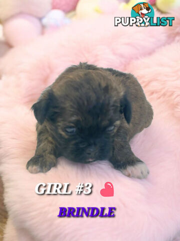  ADORABLE FLUFFY  MALTESE X SHIHTZU COMINGV!