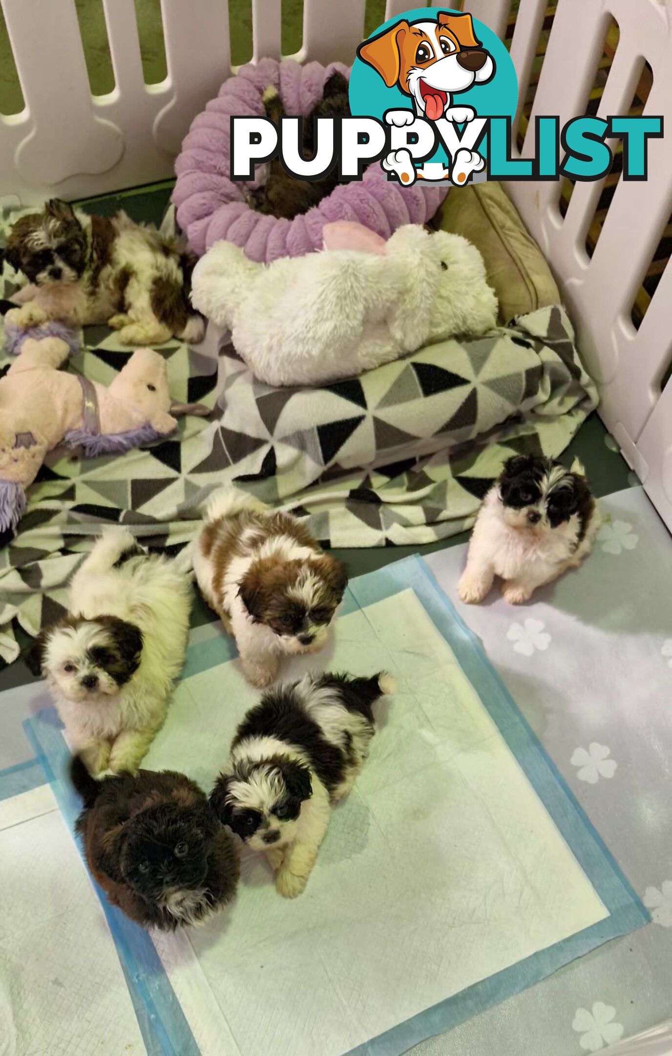 ADORABLE FLUFFY MALTESE X SHIHTZU PUPPIES  