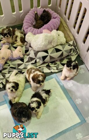 ADORABLE FLUFFY MALTESE X SHIHTZU PUPPIES  