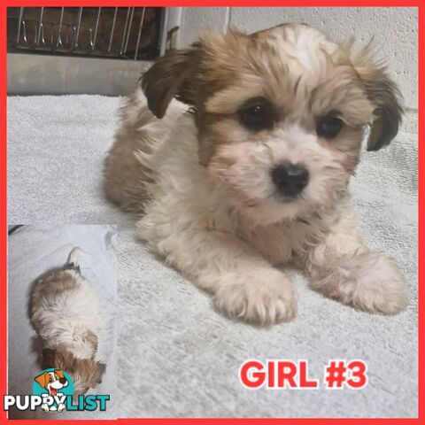  ADORABLE FLUFFY  MALTESE X SHIHTZU PUPPIES!