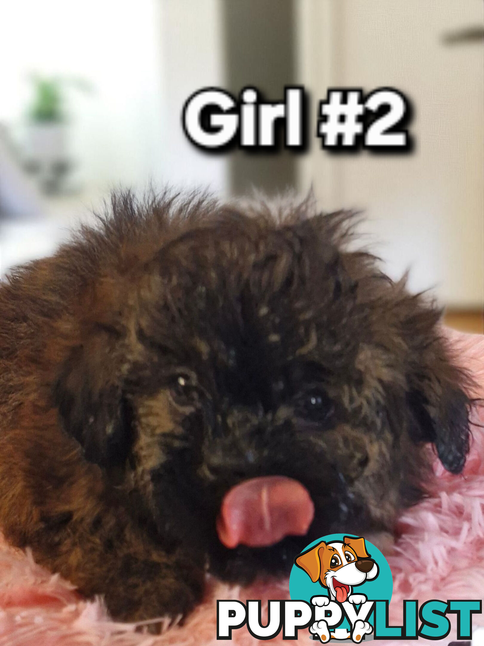 ADORABLE FLUFFY MALTESE X SHIHTZU PUPPIES  
