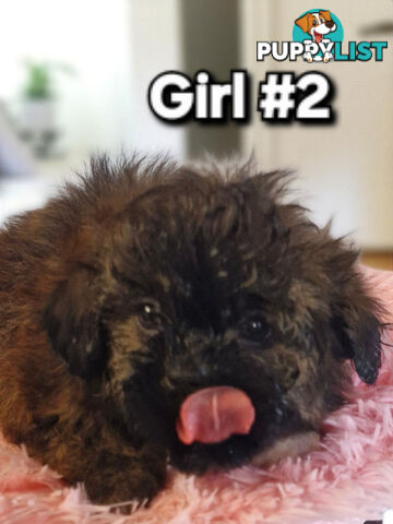 ADORABLE FLUFFY MALTESE X SHIHTZU PUPPIES  