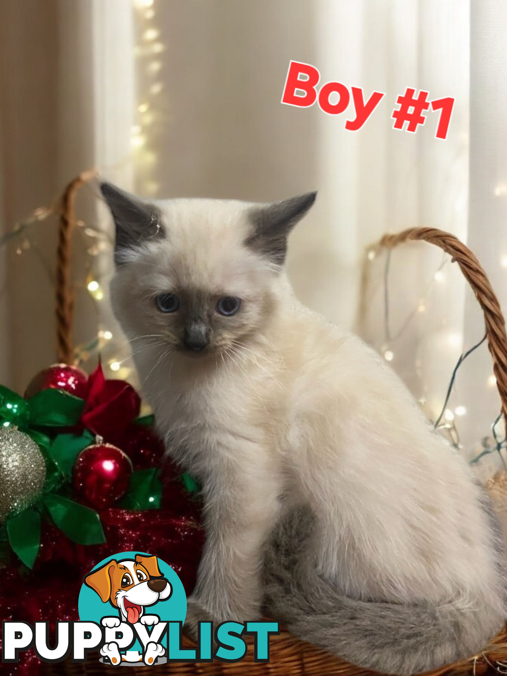 GORGEOUS FLUFFY PUREBRED RAGDOLL KITTENS