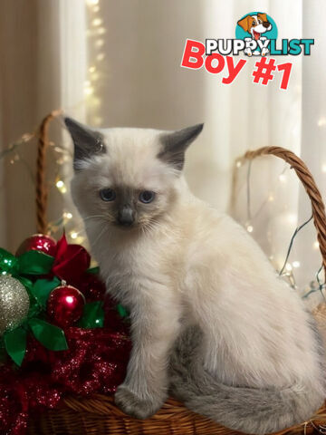 GORGEOUS FLUFFY PUREBRED RAGDOLL KITTENS