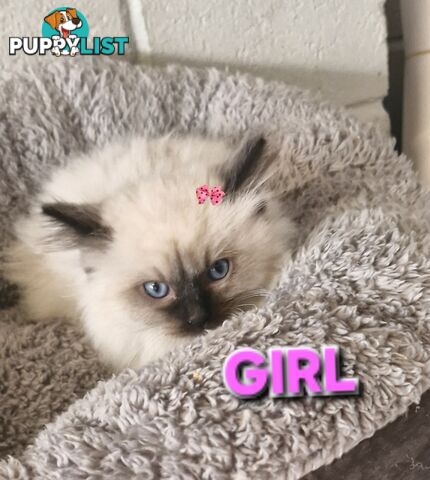 BEAUTIFUL RAGDOLL KITTENS