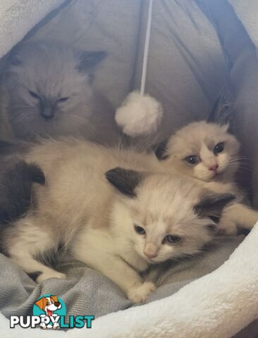 GORGEOUS FLUFFY PUREBRED RAGDOLL KITTENS