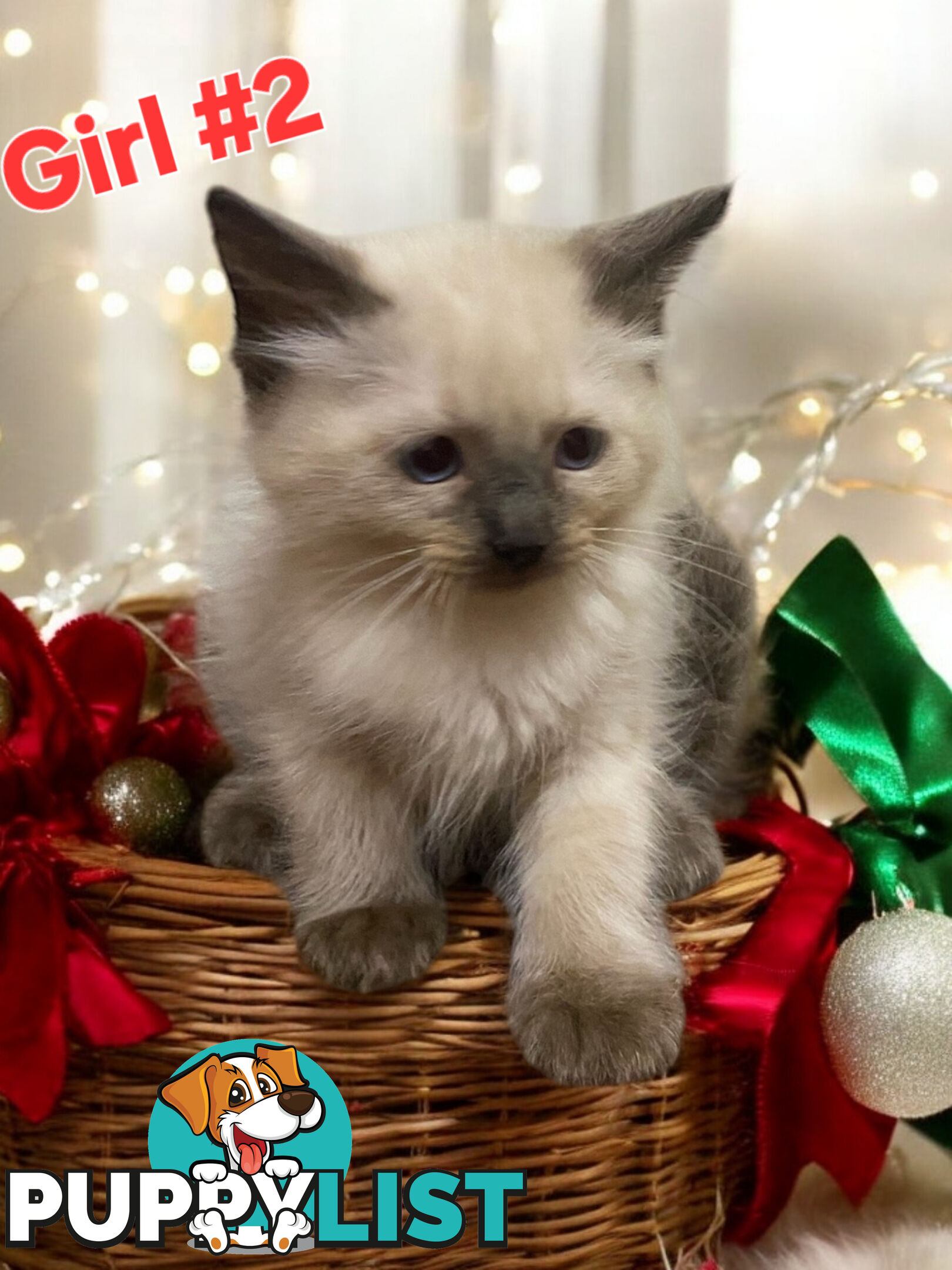 GORGEOUS FLUFFY PUREBRED RAGDOLL KITTENS