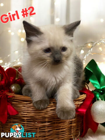 GORGEOUS FLUFFY PUREBRED RAGDOLL KITTENS