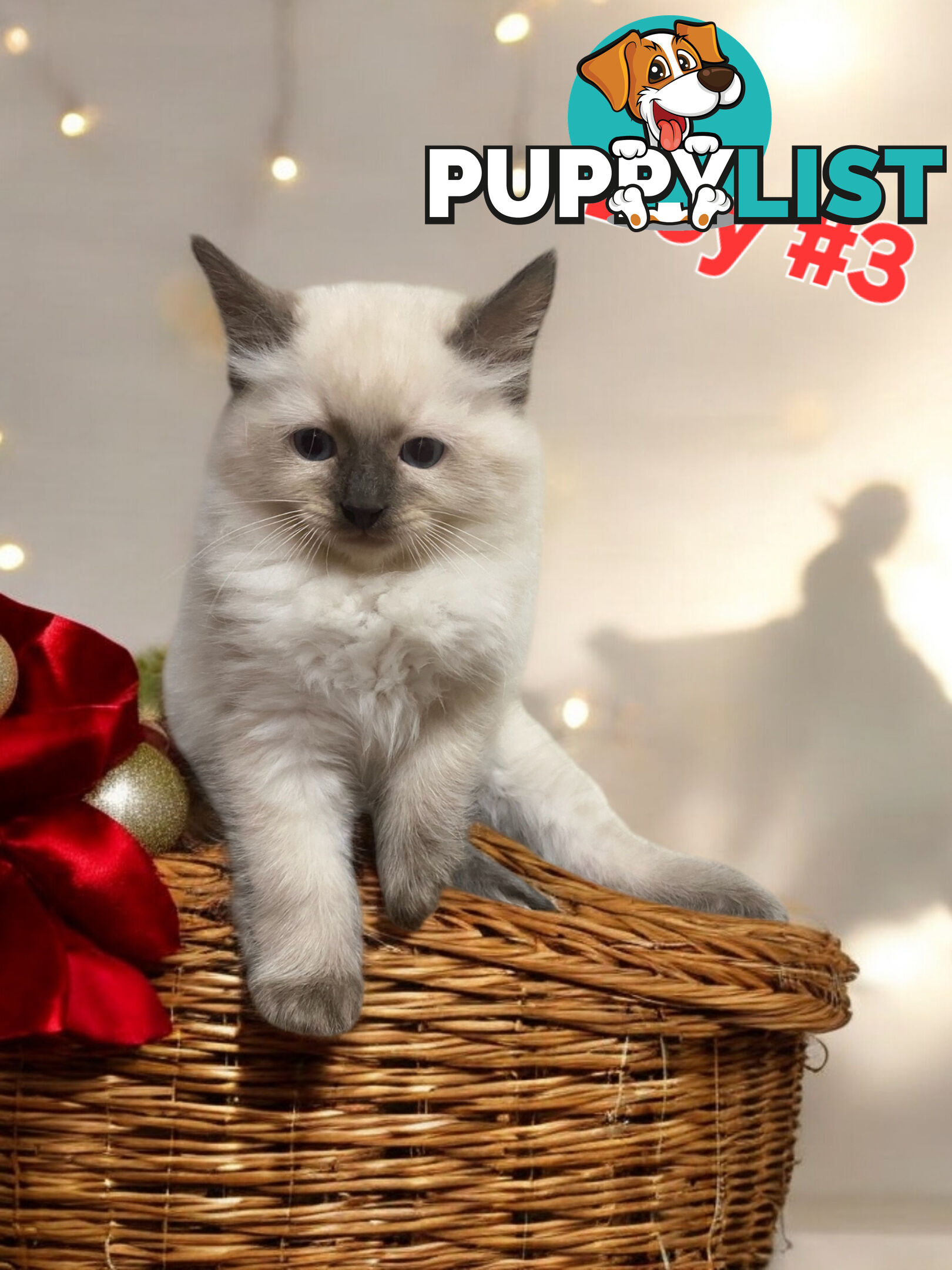 GORGEOUS FLUFFY PUREBRED RAGDOLL KITTENS