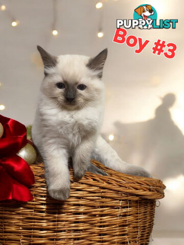 GORGEOUS FLUFFY PUREBRED RAGDOLL KITTENS