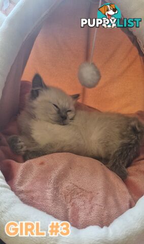 GORGEOUS FLUFFY PUREBRED RAGDOLL KITTENS