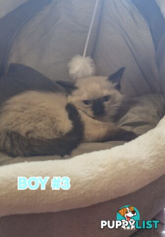 GORGEOUS FLUFFY PUREBRED RAGDOLL KITTENS