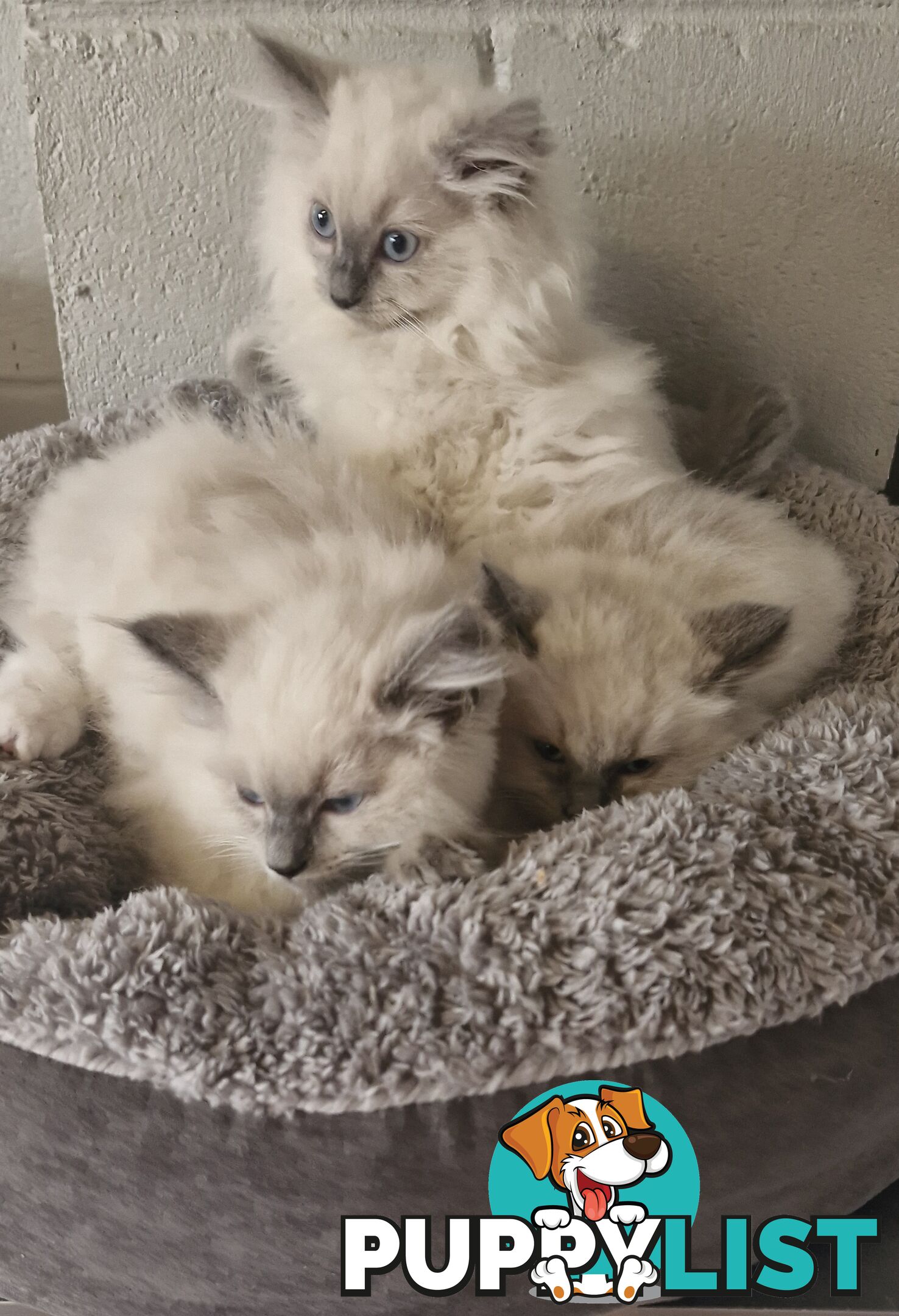 BEAUTIFUL RAGDOLL KITTENS