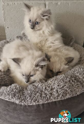 BEAUTIFUL RAGDOLL KITTENS