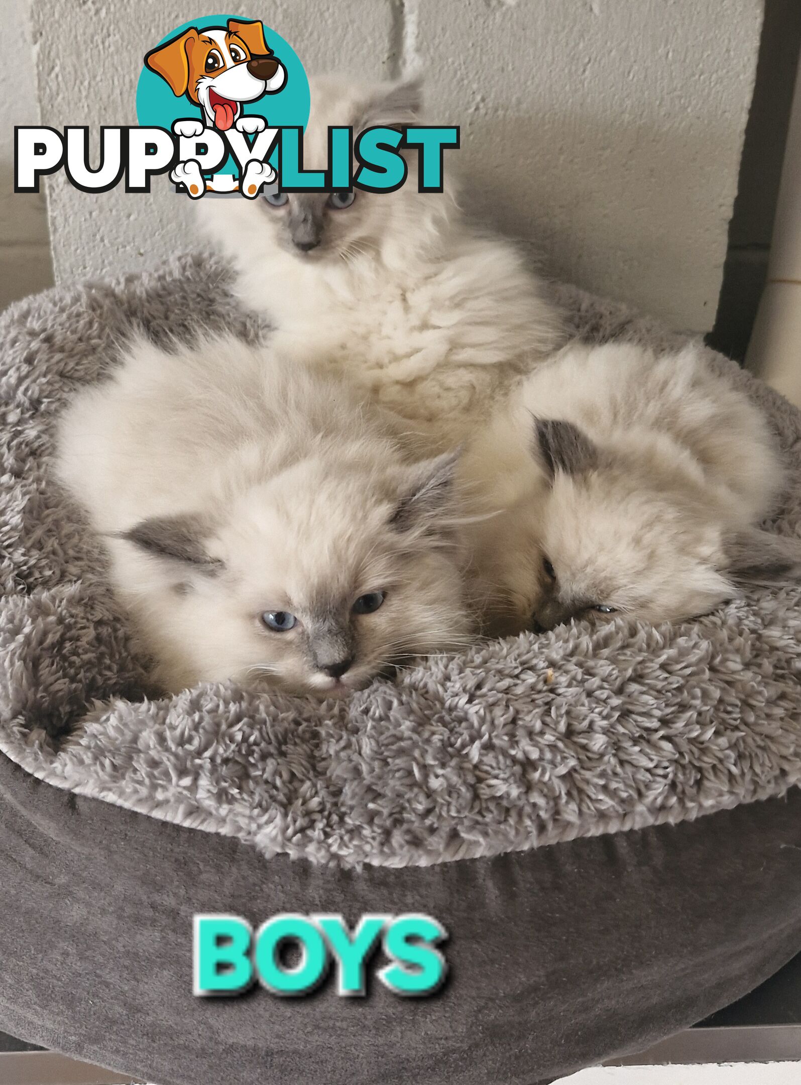 BEAUTIFUL RAGDOLL KITTENS
