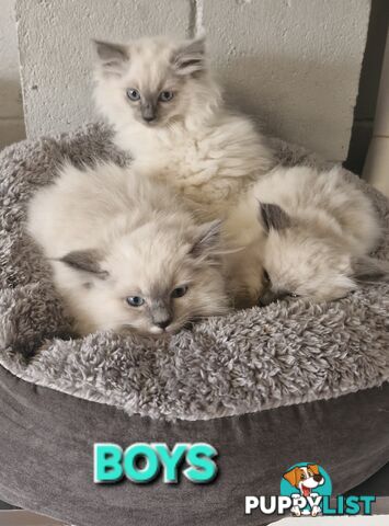 BEAUTIFUL RAGDOLL KITTENS