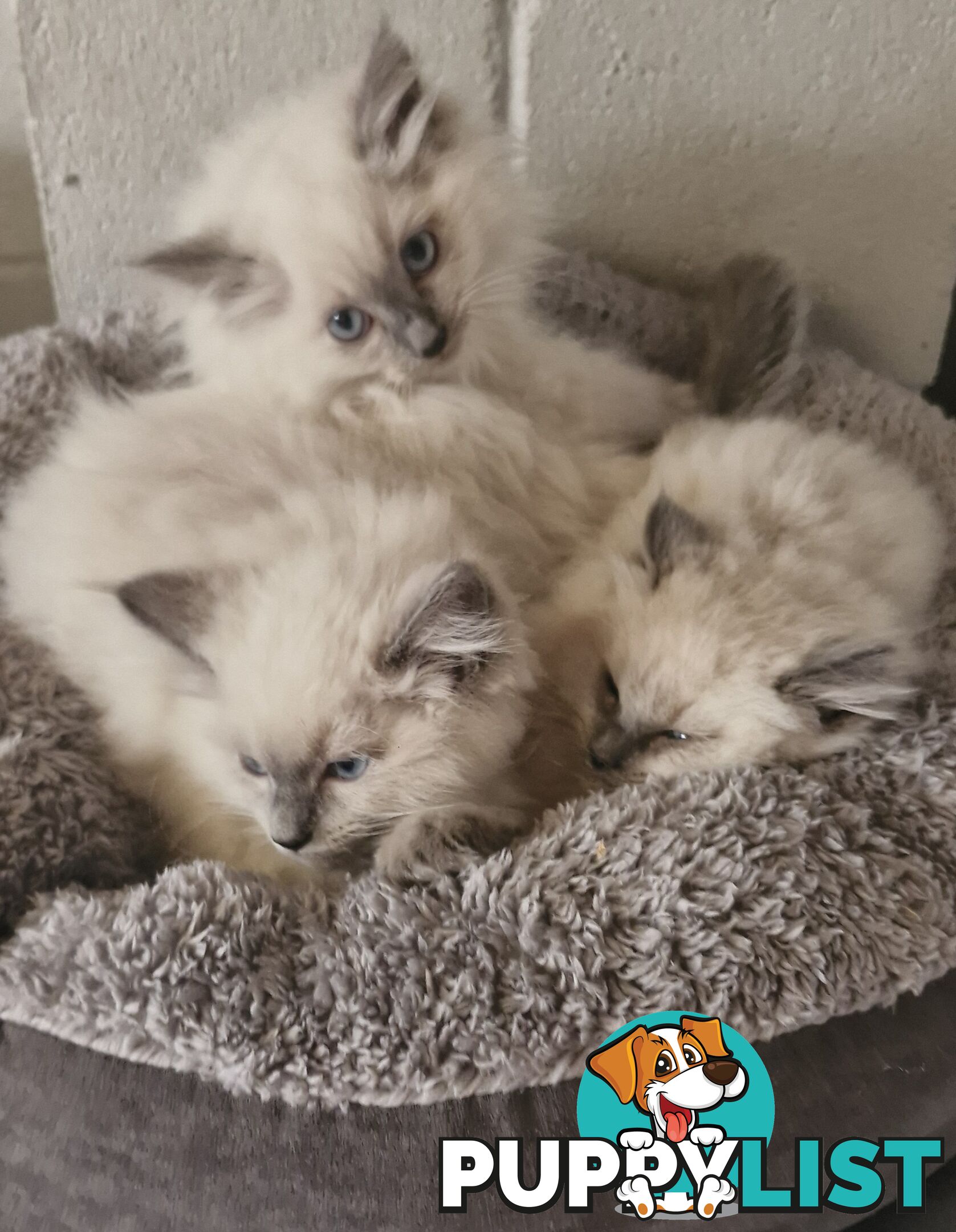 BEAUTIFUL RAGDOLL KITTENS