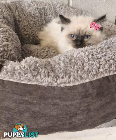 BEAUTIFUL RAGDOLL KITTENS