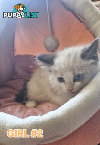 GORGEOUS FLUFFY PUREBRED RAGDOLL KITTENS