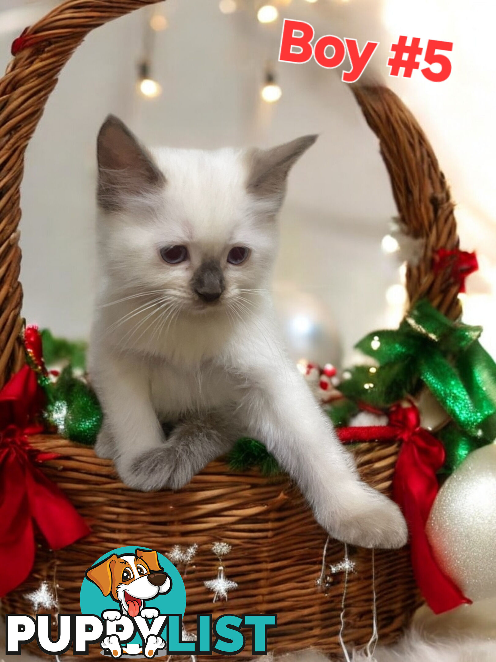 GORGEOUS FLUFFY PUREBRED RAGDOLL KITTENS