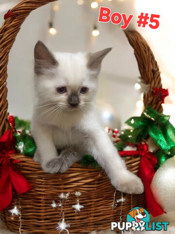 GORGEOUS FLUFFY PUREBRED RAGDOLL KITTENS