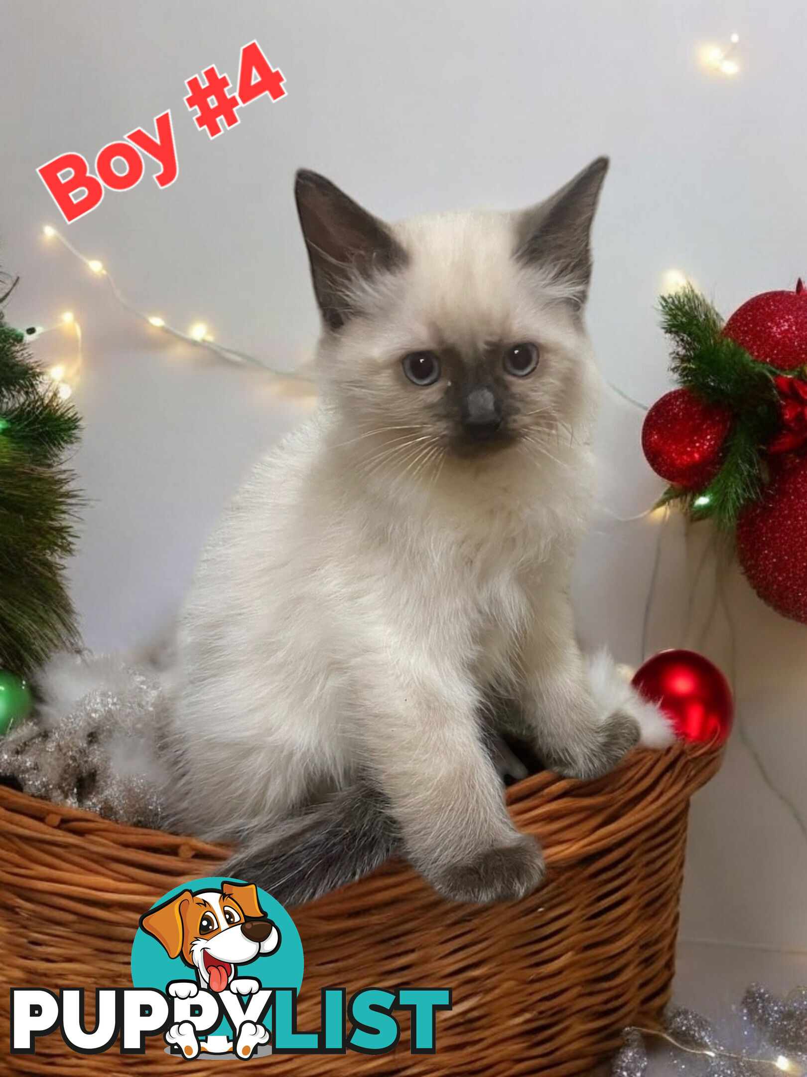 GORGEOUS FLUFFY PUREBRED RAGDOLL KITTENS