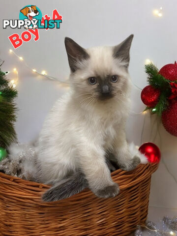 GORGEOUS FLUFFY PUREBRED RAGDOLL KITTENS