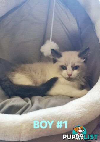 GORGEOUS FLUFFY PUREBRED RAGDOLL KITTENS