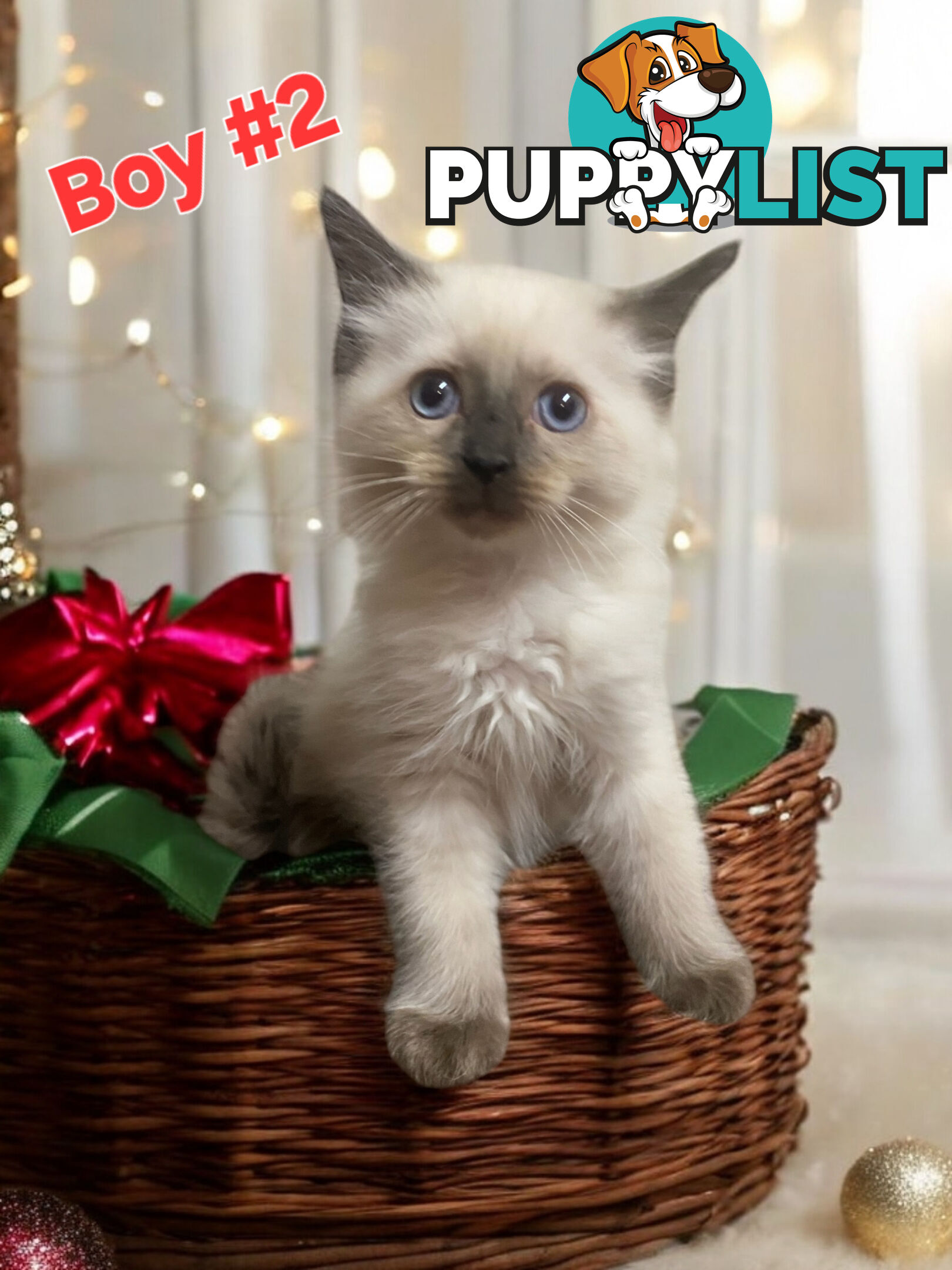 GORGEOUS FLUFFY PUREBRED RAGDOLL KITTENS